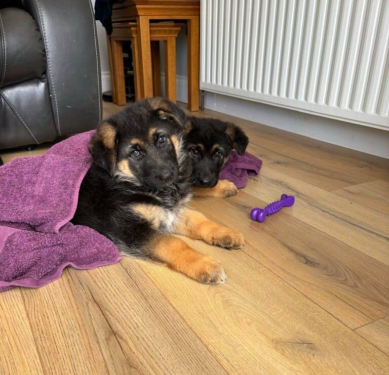Full pedigree German shepherd pups for sale in Strabane, County Tyrone | Image 2