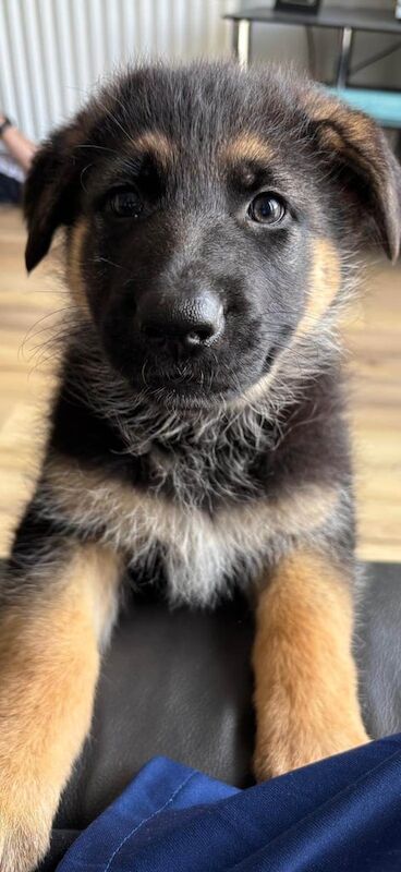 Full pedigree German shepherd pups for sale in Strabane, County Tyrone | Image 3