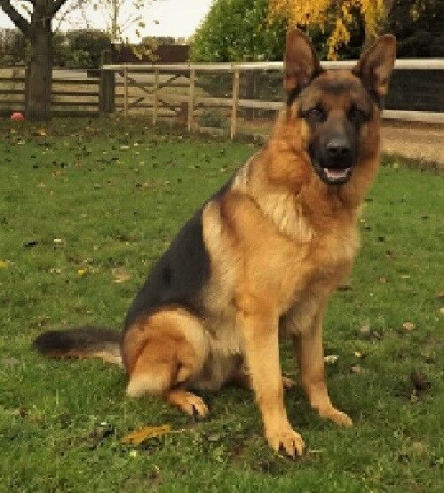 FULLY HEALTH TESTED PROVEN GERMAN SHEPHERD FOR STUD for sale in PE14 7SH