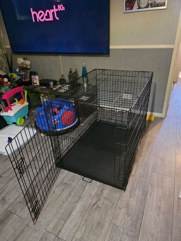 Geman Shepherd for sale in Erith, Greater London - Image 3