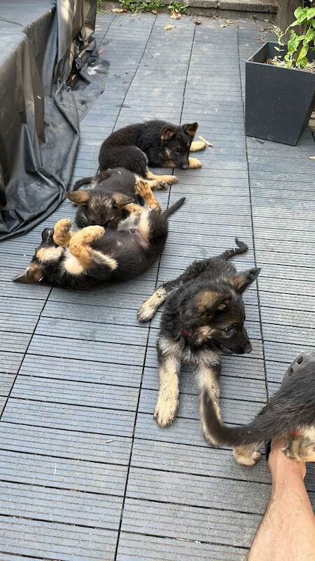 Geman Shepherd Puppies - Image 2 of 4