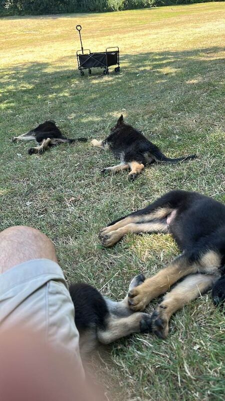 Geman Shepherd Puppies - Image 3 of 4
