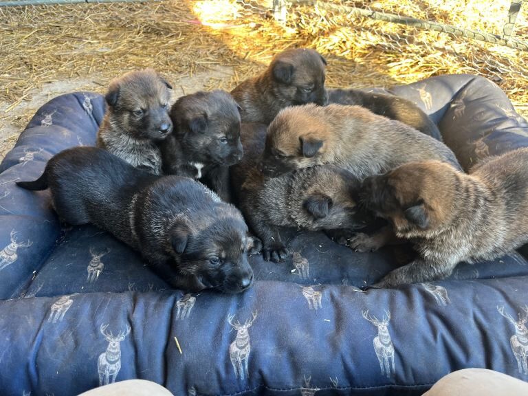 German Shepherd puppies for sale in Bury St Edmunds, Suffolk – 3 months old - Image 2 of 4