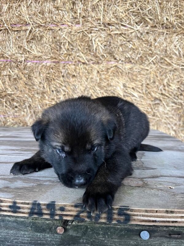 German Shepherd puppies for sale in Bury St Edmunds, Suffolk – 3 months old - Image 3 of 4