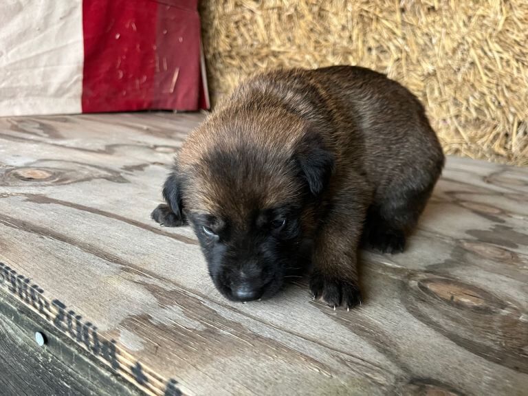 German Shepherd puppies for sale in Bury St Edmunds, Suffolk – 3 months old - Image 4 of 4
