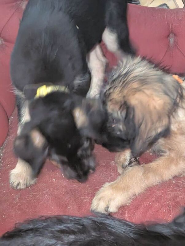 German Shepherd puppies for sale in King's Lynn, Norfolk – 11 weeks old