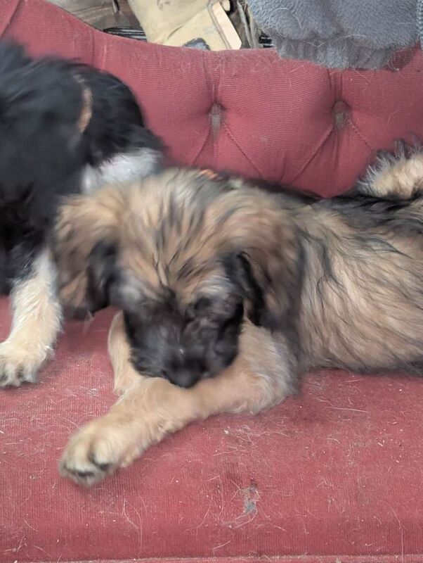 German Shepherd puppies for sale in King's Lynn, Norfolk – 6 months old - Image 2 of 3