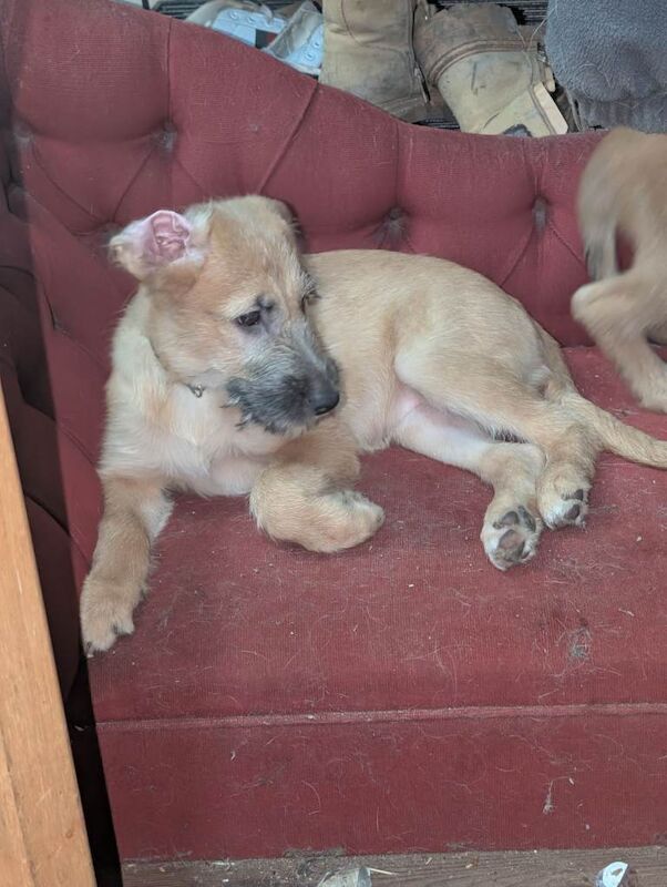 German Shepherd puppies for sale in King's Lynn, Norfolk – 6 months old - Image 3 of 3