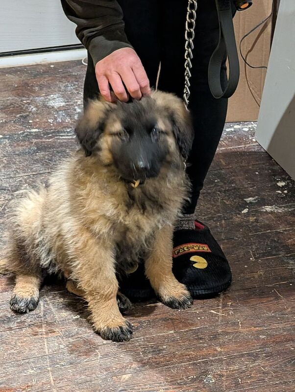 German Shepherd puppies for sale in Woodbridge, Suffolk – 1 year old - Image 1 of 3