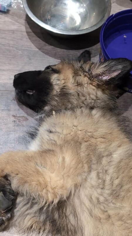 German Shepherd puppies for sale in Woodbridge, Suffolk – 1 year old - Image 2 of 3