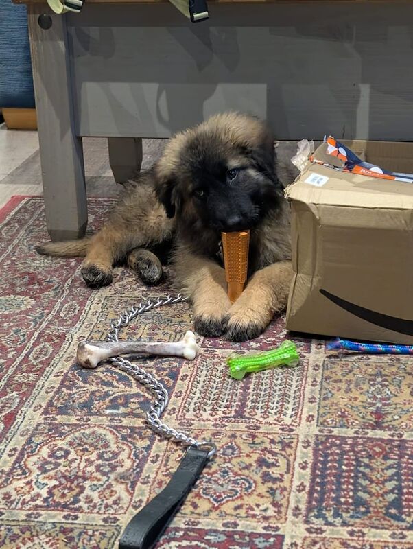 German Shepherd puppies for sale in Woodbridge, Suffolk – 1 year old - Image 3 of 3