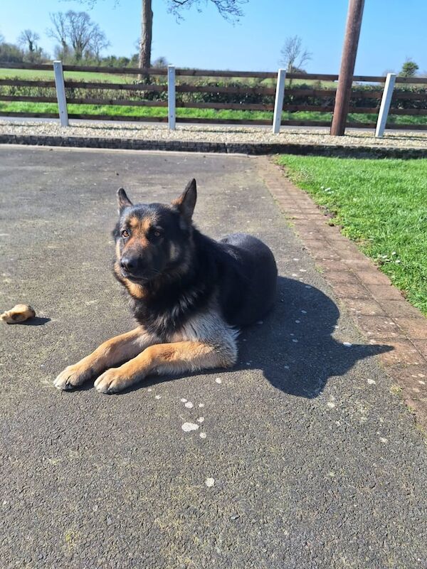 German Shepard 5 Year Old Male Dog - Image 2 of 3