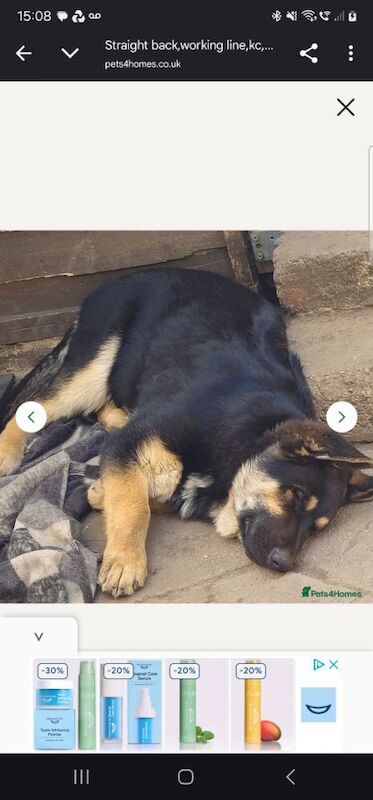 German shepard for sale in Glossop, Derbyshire
