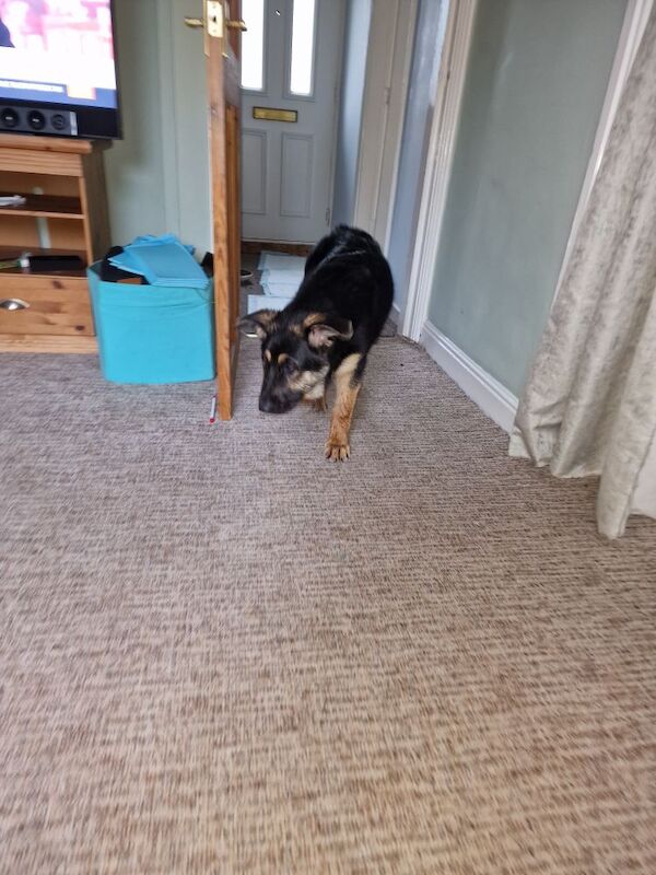 German shepard for sale in Glossop, Derbyshire | Image 3