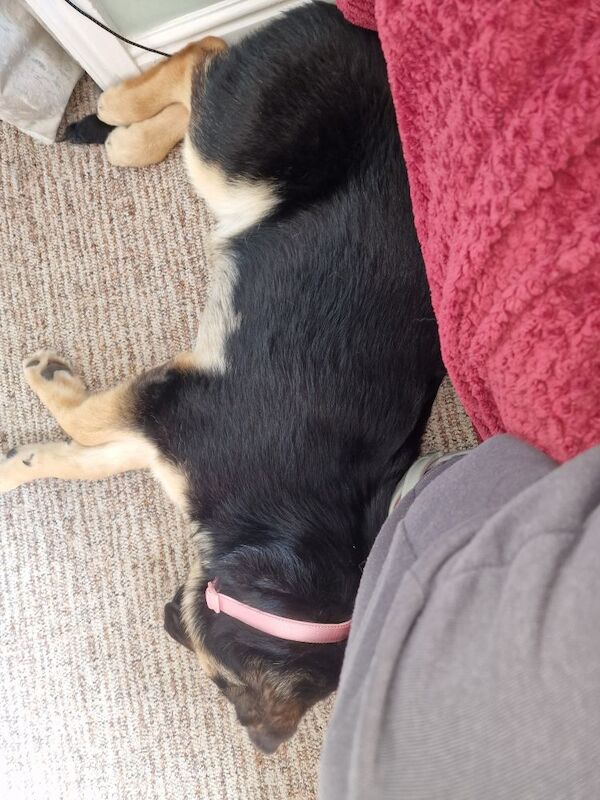 German shepard for sale in Glossop, Derbyshire | Image 4