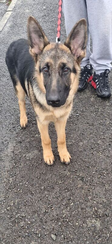 German Shepherd puppies for sale in Upper Ballinderry, County Antrim – 7 weeks old