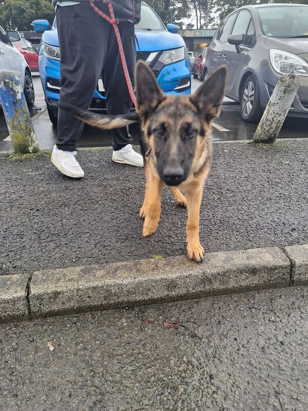German Shepherd puppies for sale in Upper Ballinderry, County Antrim – 7 weeks old - Image 2 of 3
