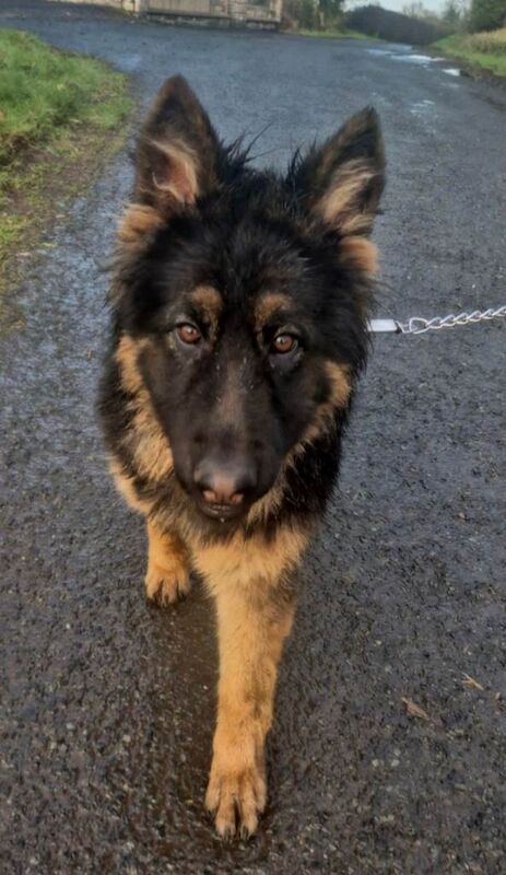 German Shepherd Puppies For Sale