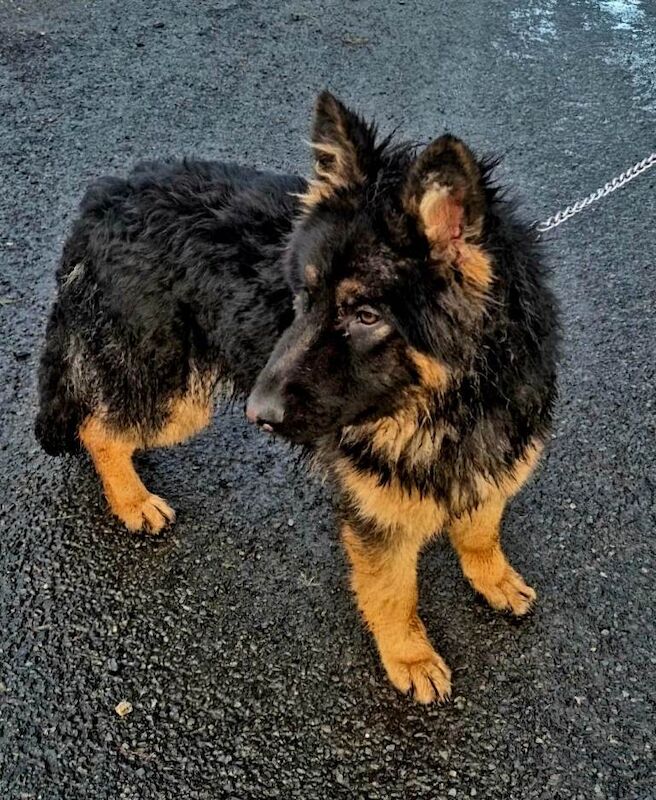 German Shepherd puppies for sale in Sixmilecross, County Tyrone – 4 months old - Image 2 of 5