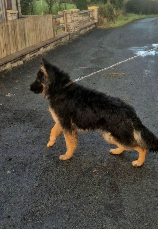 German Shepherd puppies for sale in Sixmilecross, County Tyrone – 4 months old - Image 3 of 5