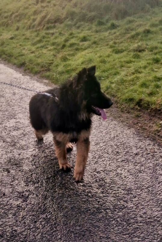 German Shepherd puppies for sale in Sixmilecross, County Tyrone – 4 months old - Image 4 of 5