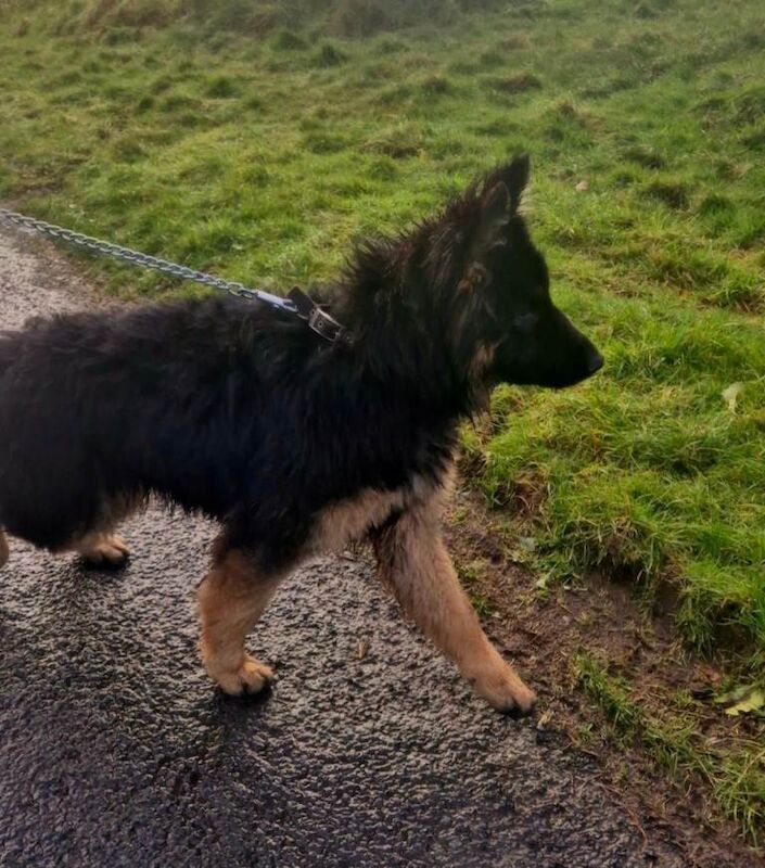 German Shepherd puppies for sale in Sixmilecross, County Tyrone – 4 months old - Image 5 of 5