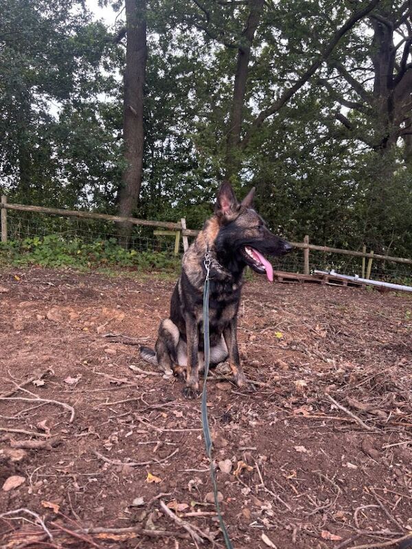 German Shepard