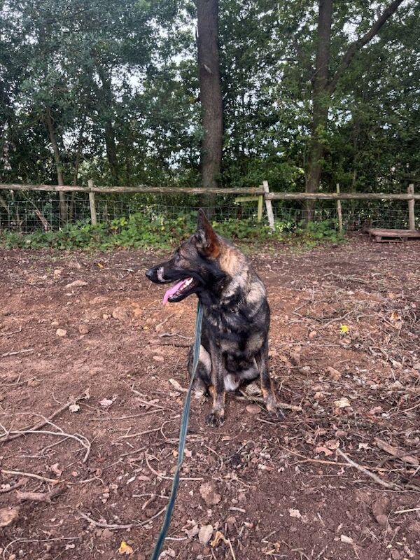 German Shepard - Image 3 of 4