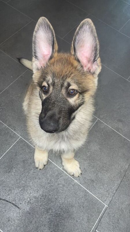 German Shepherd Puppies For Sale Under £1,000