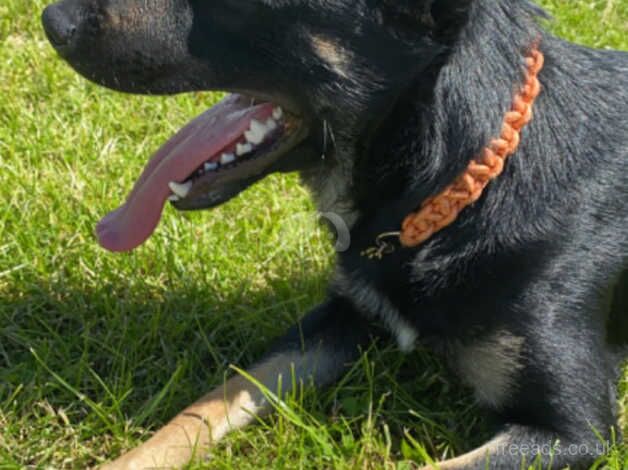 German Shepherd puppies for sale in Mexborough, South Yorkshire – 2 years old - Image 1 of 4