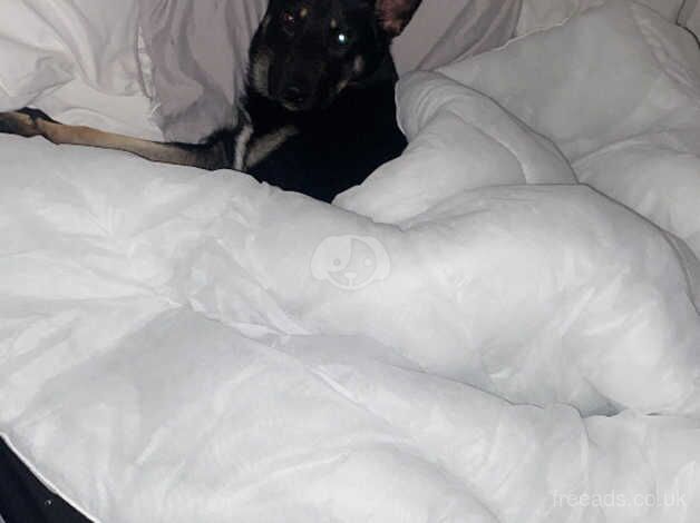 German Shepherd puppies for sale in Mexborough, South Yorkshire – 2 years old - Image 2 of 4