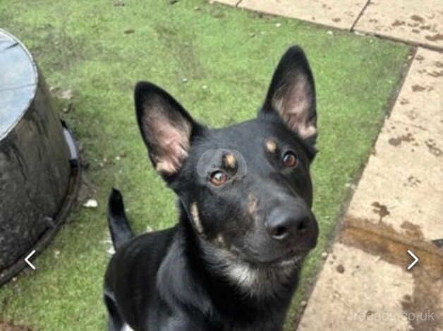 German Shepherd puppies for sale in Mexborough, South Yorkshire – 2 years old - Image 3 of 4