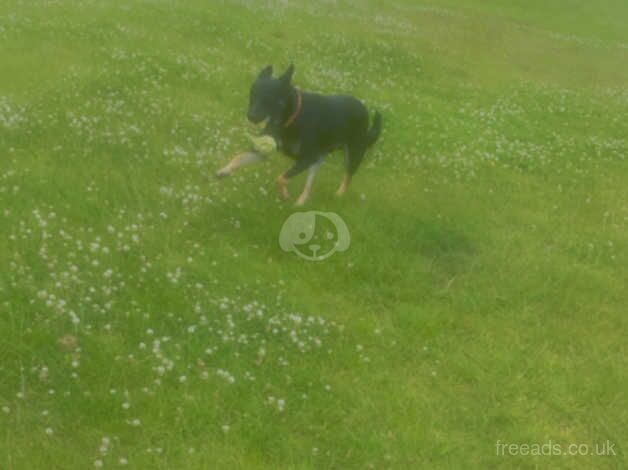 German Shepherd puppies for sale in Mexborough, South Yorkshire – 2 years old - Image 4 of 4