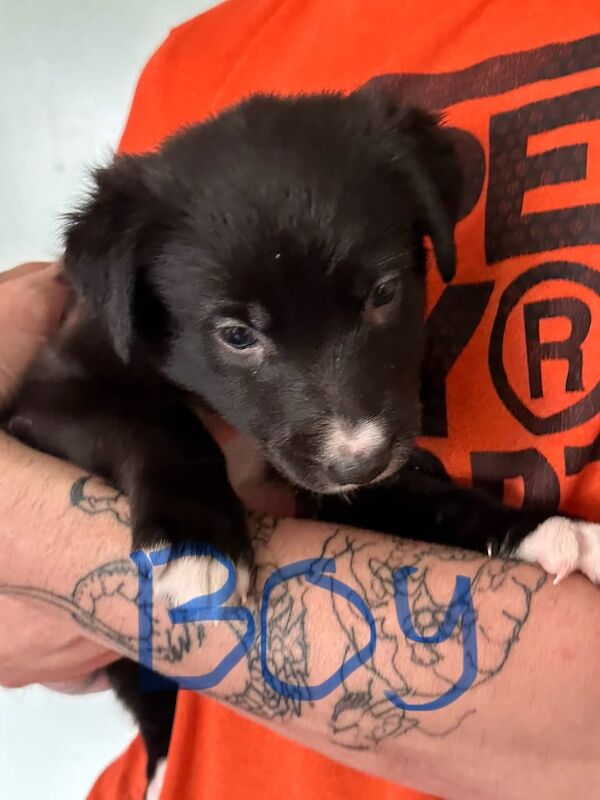 German Shepard cross greyhound puppies for sale in Wakefield, West Yorkshire