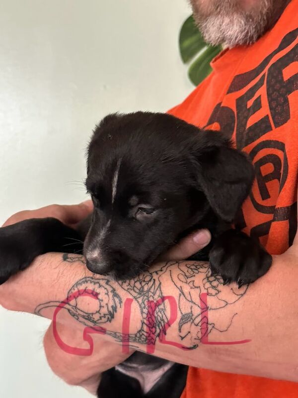 German Shepard cross greyhound puppies for sale in Wakefield, West Yorkshire | Image 2