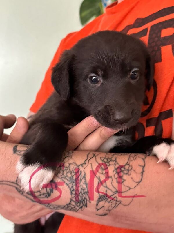 German Shepard cross greyhound puppies for sale in Wakefield, West Yorkshire | Image 3