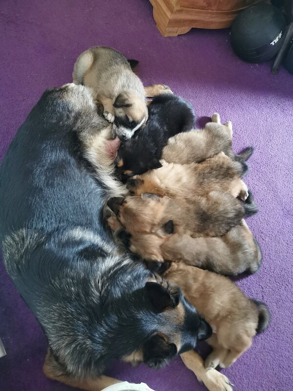 German Shepherd puppies for sale in Whaddon, Buckinghamshire – 1 year old - Image 2 of 3