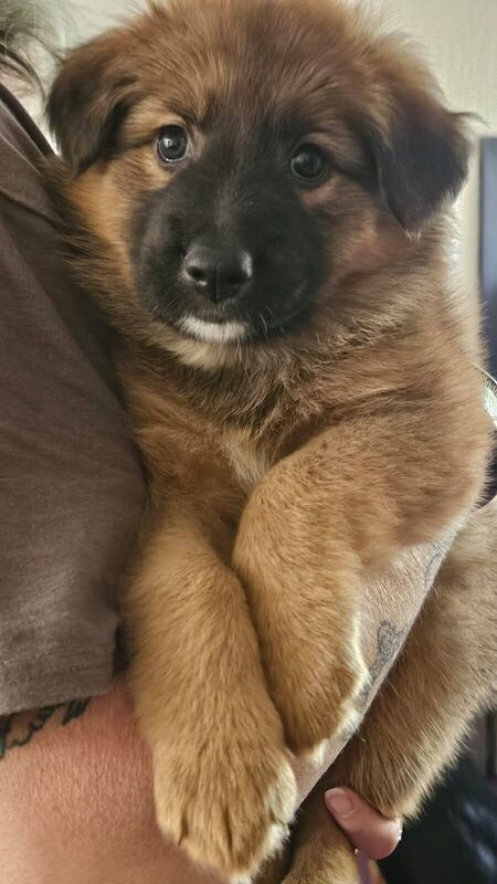 German Shepherd puppies for sale in Whaddon, Buckinghamshire – 1 year old - Image 3 of 3
