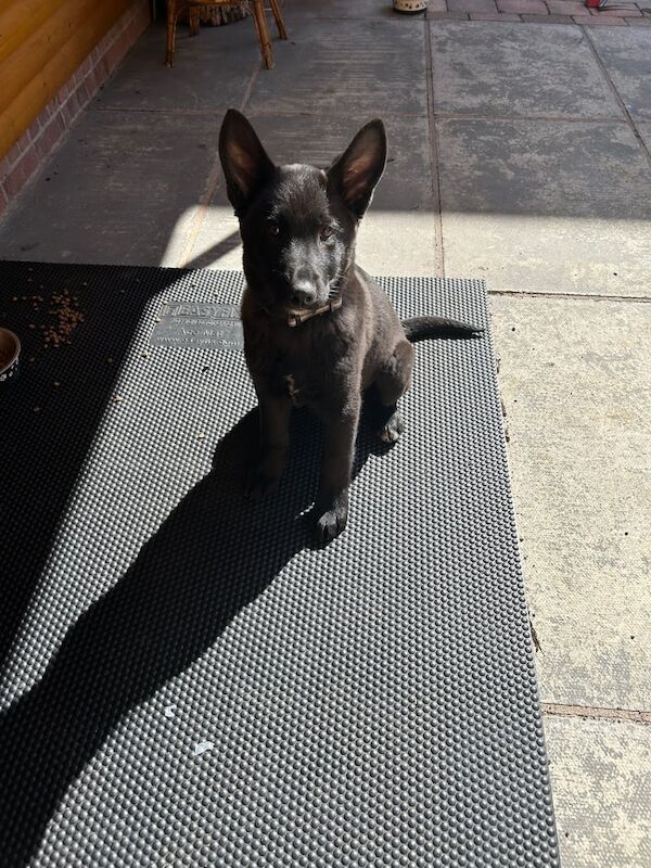 German Shepard Dog for sale in Dungannon, County Tyrone