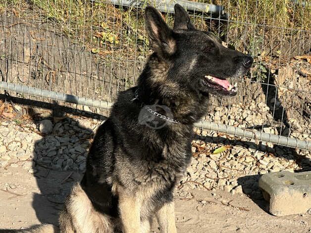 German Shepard for - Image 2 of 3