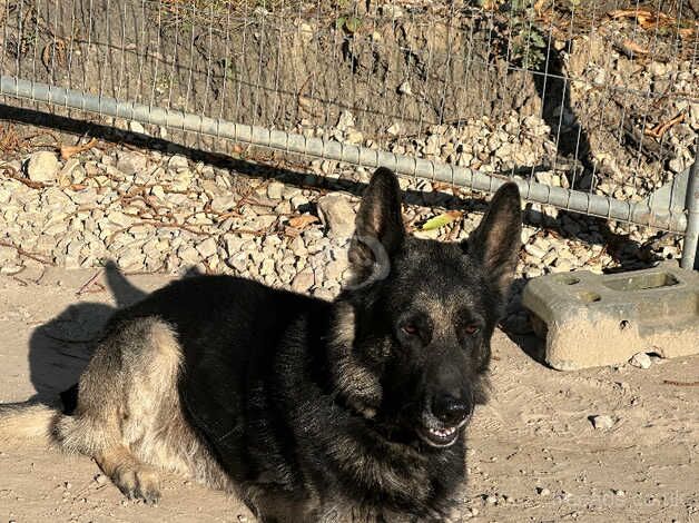 German Shepard for - Image 3 of 3