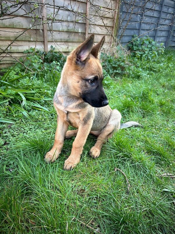 German Shepard for sale - Image 2 of 3