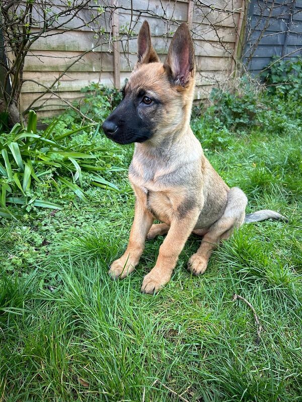 German Shepard for sale - Image 3 of 3