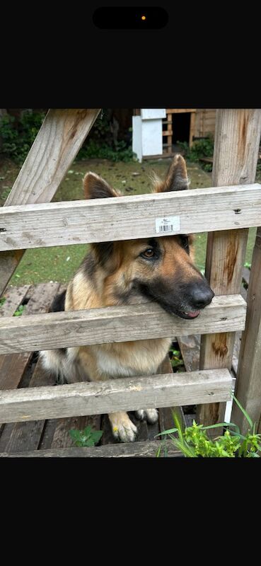 German Shepard for sale in Ilford, Greater London