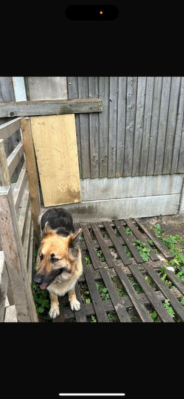 German Shepard for sale in Ilford, Greater London | Image 2