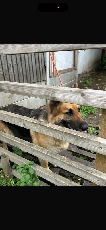 German Shepard for sale in Ilford, Greater London | Image 3