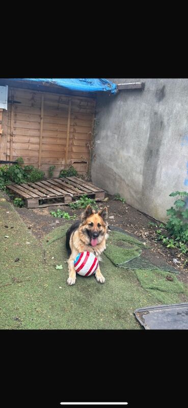 German Shepard for sale in Ilford, Greater London | Image 4