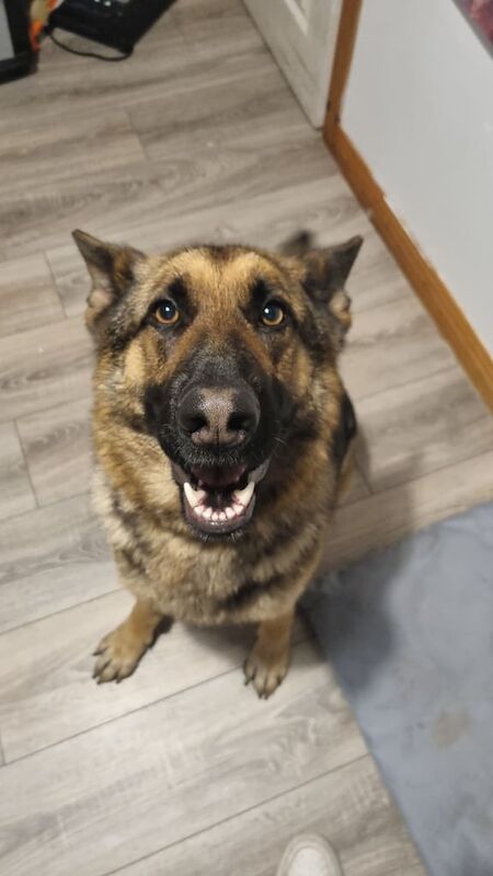 German Shepherd puppies for sale in Armagh, County Armagh – KC registered, 4 years old