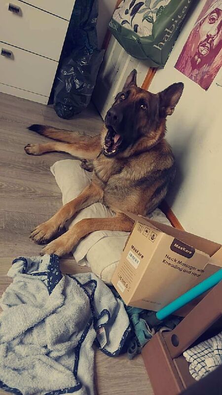German shepard for sale - Image 2 of 4