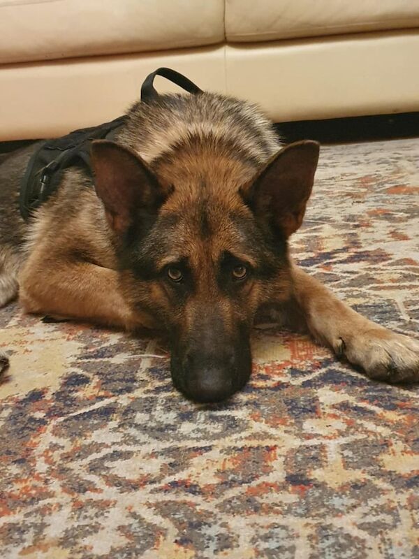 German shepard for sale - Image 3 of 4